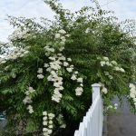 Bogkvistur - Spiraea veitchii - Kristinn Guðsteinsson