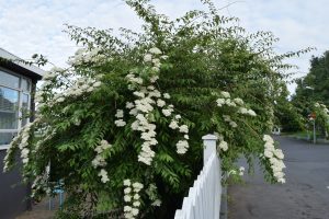 Bogkvistur - Spiraea veitchii - Kristinn Guðsteinsson