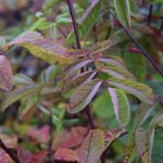 Fjallarós 'Hellisgerði' - R. pendulina 'Hellisgerði'