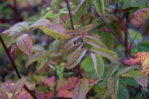 Fjallarós 'Hellisgerði' - R. pendulina 'Hellisgerði'