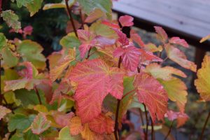 Garðakvistill - Physocarpus opulifolius - Image 2