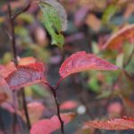 Alaskaepli - Malus fusca