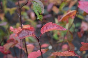 Alaskaepli - Malus fusca