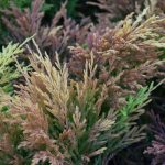 Skriðeinir 'Limeglow' - Juniperus horizontalis 'Limeglow'