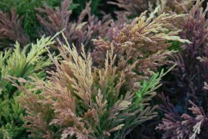 Skriðeinir 'Limeglow' - Juniperus horizontalis 'Limeglow'