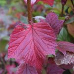 Bersarunni - Viburnum edule