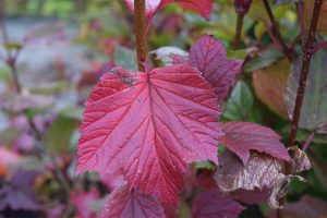 Bersarunni - Viburnum edule