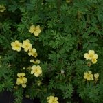 Runnamura 'Månelys' - Dasiphora fruticosa 'Månelys'