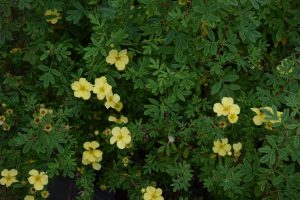 Runnamura 'Månelys' - Dasiphora fruticosa 'Månelys'