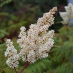 Reyniblaðka 'Pia'- Sorbaria sorbifolia 'Pia'