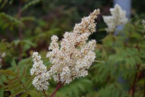 Reyniblaðka 'Pia'- Sorbaria sorbifolia 'Pia'