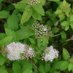 Perlukvistur - Spiraea x margaritae