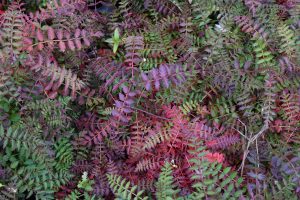 Koparreynir - Sorbus frutescens - Image 4