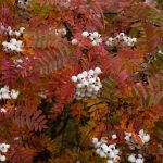 Koparreynir - Sorbus frutescens