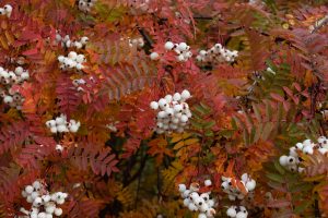 Koparreynir - Sorbus frutescens