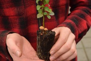 Gráelri / Gráölur - Alnus incana - Image 4