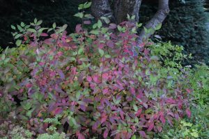 Sveighyrnir 'Roði' - Cornus sericea 'Roði' - Image 2