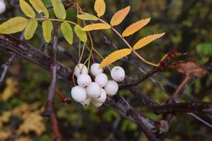 Kasmírreynir - Sorbus cashmiriana - Image 2