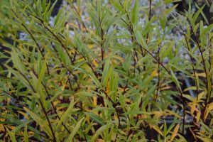 Lækjavíðir 'Blika' - Salix arbusculoides 'Blika'