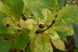 Fjallatoppur - Lonicera alpigena