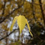 Næfurheggur - Prunus maackii - Mustila, Finnlandi