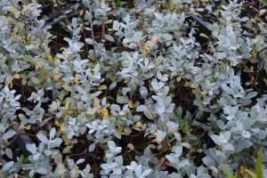 Rjúpuvíðir 'Þórhalla' - Salix glauca 'Þórhalla' - Image 2