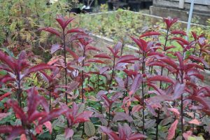 Blóðheggur 'Colorata' - Prunus padus 'Colorata' - Image 2