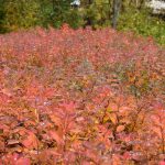 Birkikvistur - Spiraea betulifolia