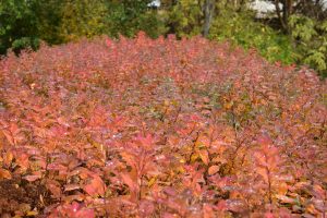 Birkikvistur - Spiraea betulifolia
