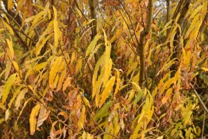 Körfuvíðir 'Katrín' - Salix viminalis 'Katrín'
