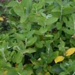 Jörfavíðir - Salix hookeriana 'Katla', 'Gáski', 'Taða' og 'Sandi'