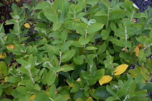Jörfavíðir - Salix hookeriana 'Katla', 'Gáski', 'Taða' og 'Sandi'