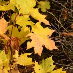 Broddhlynur - Acer platanoides