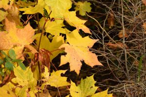 Broddhlynur - Acer platanoides