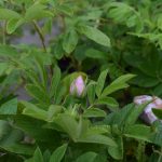 Rós 'Schneekoppe' - Rosa rugosa 'Schneekoppe'