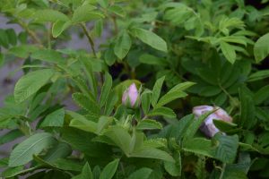 Rós 'Schneekoppe' - Rosa rugosa 'Schneekoppe'