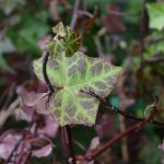 Bergflétta - Hedera helix