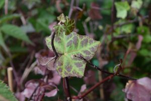 Bergflétta - Hedera helix