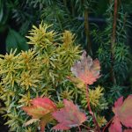 Ýviður 'David' - Taxus baccata 'David'