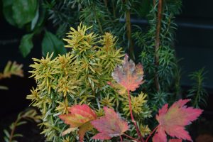 Ýviður 'David' - Taxus baccata 'David'