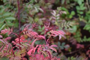 "Páfarós" - Rosa 'Poppius' - Image 4