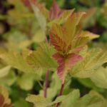 Garðakvistill 'Luteus' - Physocarpus opulifolius 'Luteus'