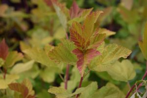 Garðakvistill 'Luteus' - Physocarpus opulifolius 'Luteus'