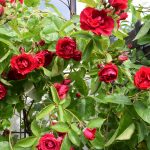 Rós 'Flammentanz' - Rosa 'Flammentanz'