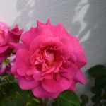 Rós 'Dornröschen' - Rosa 'Dornröschen'
