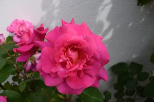 Rós 'Dornröschen' - Rosa 'Dornröschen'