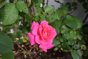 Rós 'Dornröschen' - Rosa 'Dornröschen' - Image 2