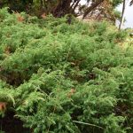 Einir - Juniperus communis - Undirhlíðar-Hfj