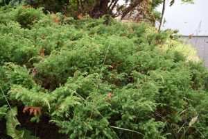 Einir - Juniperus communis - Undirhlíðar-Hfj