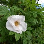 Ígulrós 'Fönn' - Rosa rugosa 'Fönn'